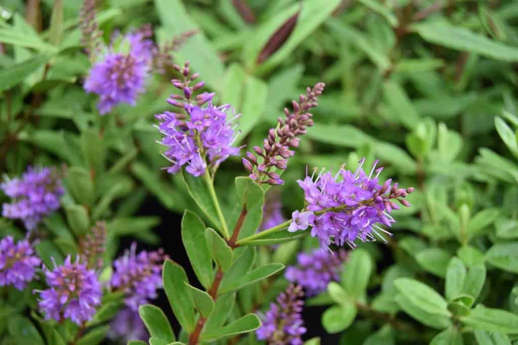 Hebe 'Wiri Charm' 20-30 cm